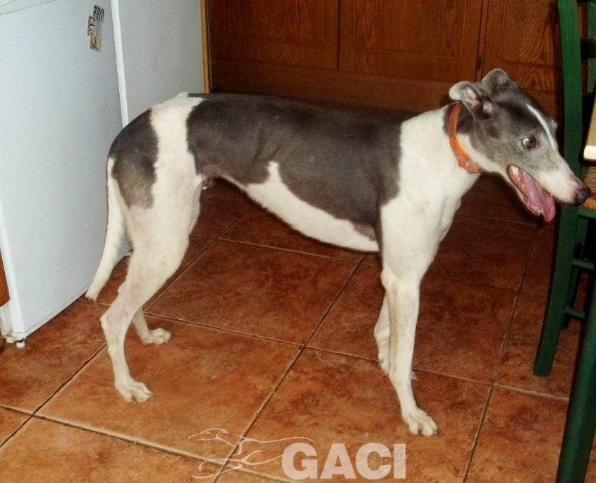 Abby-greyhound-GACI (10)