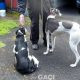 Abby-greyhound-GACI (11)