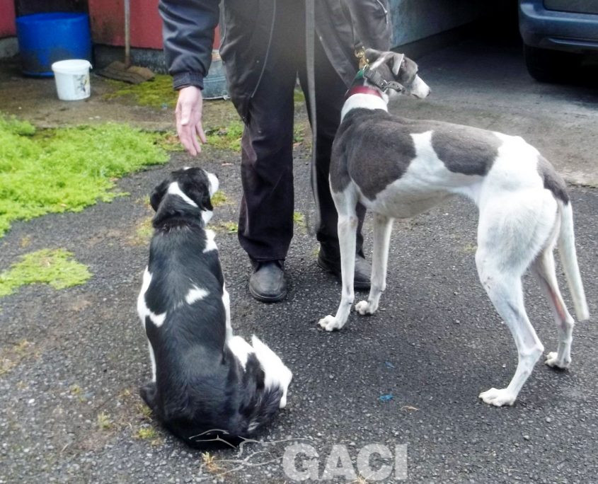 Abby-greyhound-GACI (11)