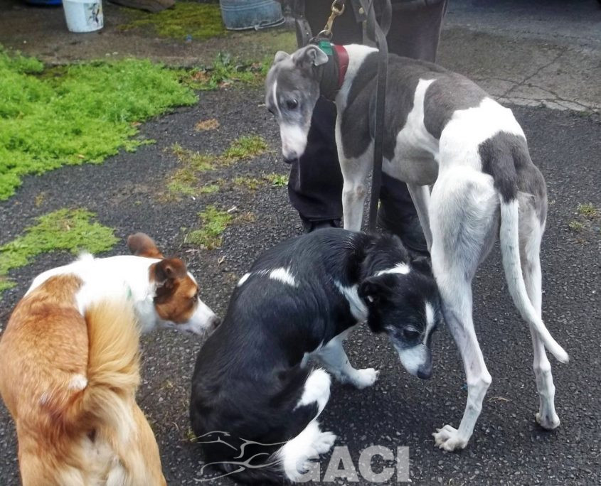 Abby-greyhound-GACI (12)