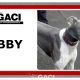 Abby-greyhound-GACI (13)