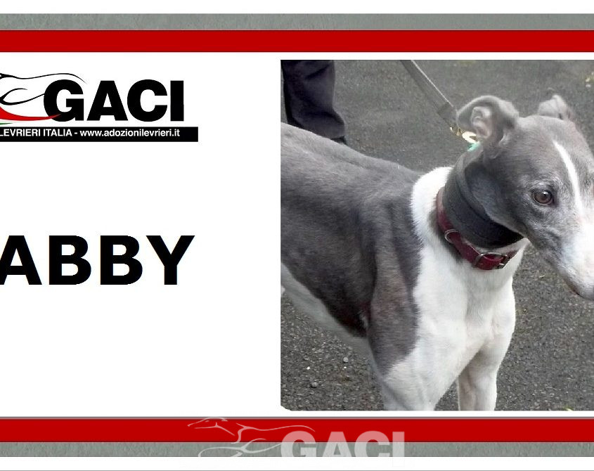 Abby-greyhound-GACI (13)
