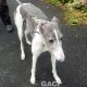 Abby-greyhound-GACI (3)