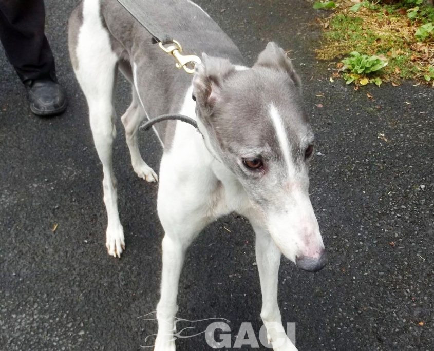 Abby-greyhound-GACI (3)