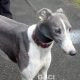 Abby-greyhound-GACI (4)