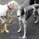 Abby-greyhound-GACI (5)