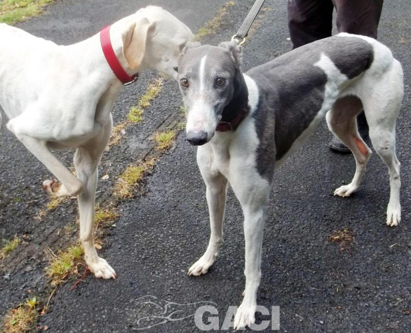 Abby-greyhound-GACI (5)