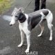 Abby-greyhound-GACI (6)