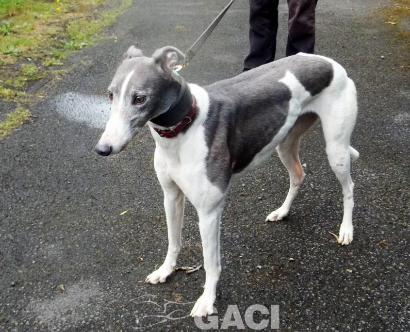 Abby-greyhound-GACI (6)