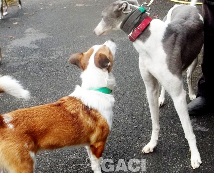 Abby-greyhound-GACI (7)