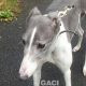 Abby-greyhound-GACI (8)