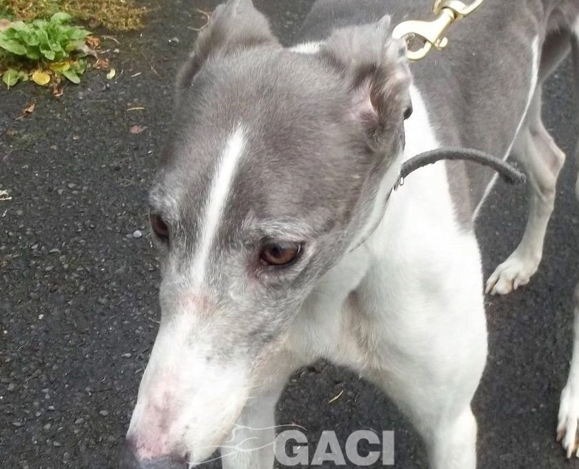 Abby-greyhound-GACI (8)