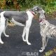 Abby-greyhound-GACI (9)