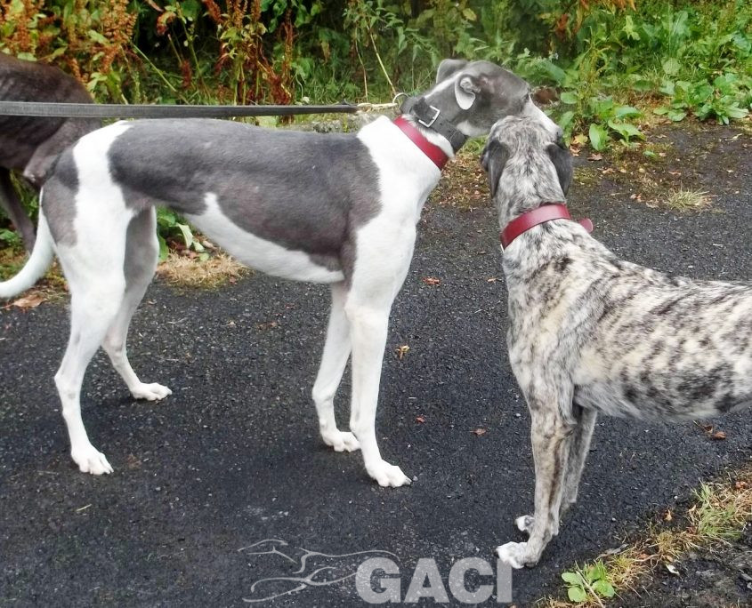 Abby-greyhound-GACI (9)