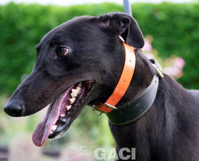 Barnaby-greyhound-GACI (1)