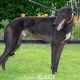 Barnaby-greyhound-GACI (2)