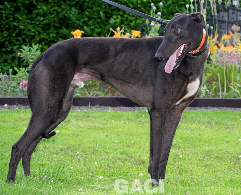 Barnaby-greyhound-GACI (2)
