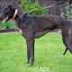 Barnaby-greyhound-GACI (3)