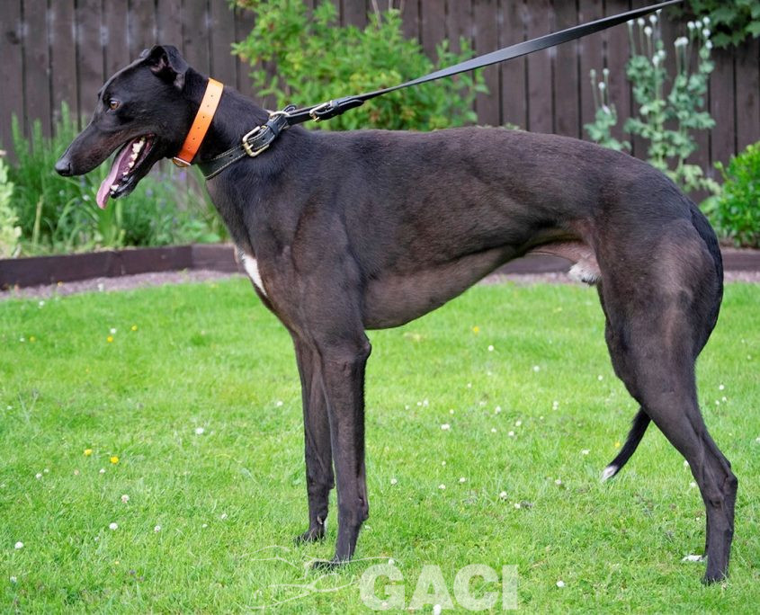 Barnaby-greyhound-GACI (3)