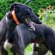 Barnaby-greyhound-GACI (4)