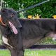 Barnaby-greyhound-GACI (5)