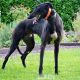 Barnaby-greyhound-GACI (6)