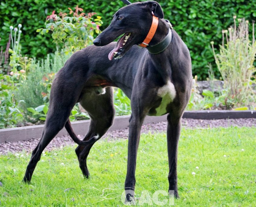 Barnaby-greyhound-GACI (6)