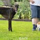 Barnaby-greyhound-GACI (8)