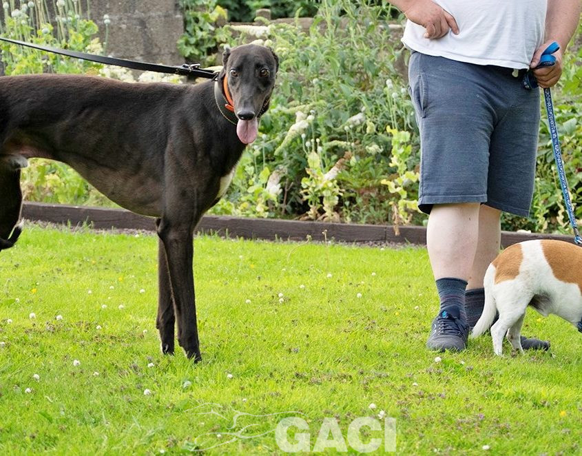 Barnaby-greyhound-GACI (8)