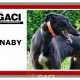 Barnaby-greyhound-GACI (9)