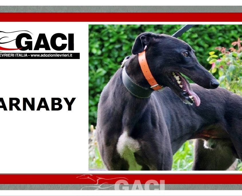 Barnaby-greyhound-GACI (9)