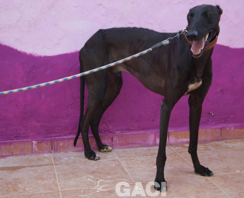 P210822_02 BIJOU M 941000026425315 ( CESION) (3)