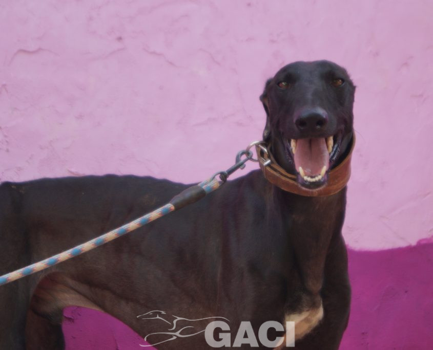 P210822_02 BIJOU M 941000026425315 ( CESION) (5)