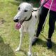 SIENNA-greyhound-GACI (1)