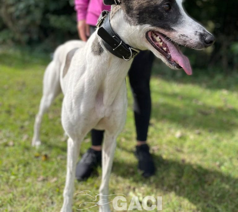 SIENNA-greyhound-GACI (10)