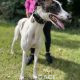 SIENNA-greyhound-GACI (10)