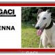 SIENNA-greyhound-GACI (11)