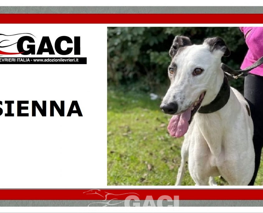 SIENNA-greyhound-GACI (11)