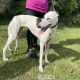 SIENNA-greyhound-GACI (2)