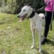 SIENNA-greyhound-GACI (3)