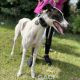 SIENNA-greyhound-GACI (4)