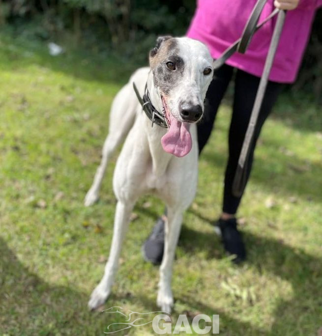 SIENNA-greyhound-GACI (5)