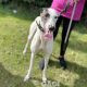 SIENNA-greyhound-GACI (5)
