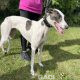 SIENNA-greyhound-GACI (6)