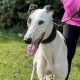 SIENNA-greyhound-GACI (7)