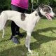 SIENNA-greyhound-GACI (9)