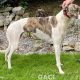 Kerry-greyhound-GACI (2)