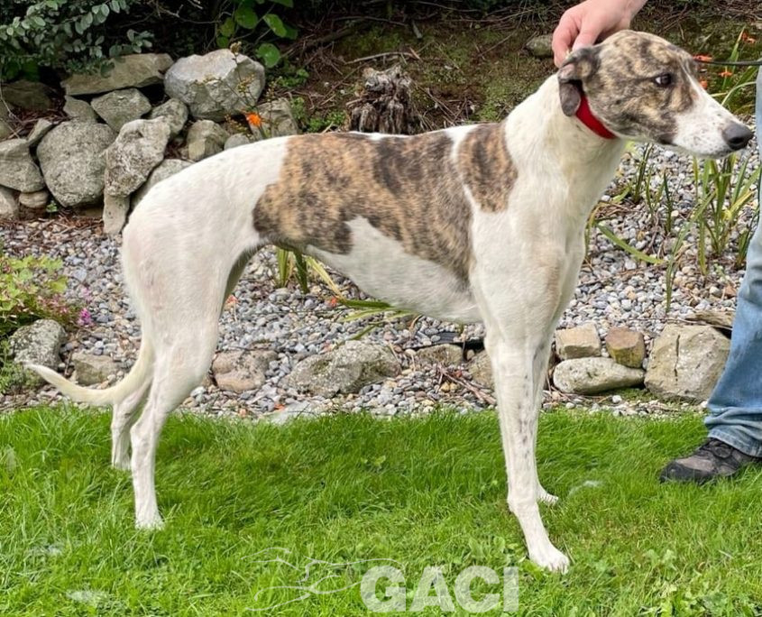 Kerry-greyhound-GACI (2)