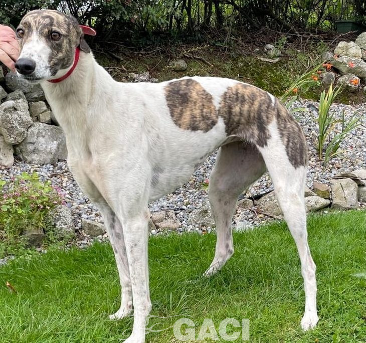 Kerry-greyhound-GACI (4)
