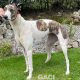 Kerry-greyhound-GACI (4)